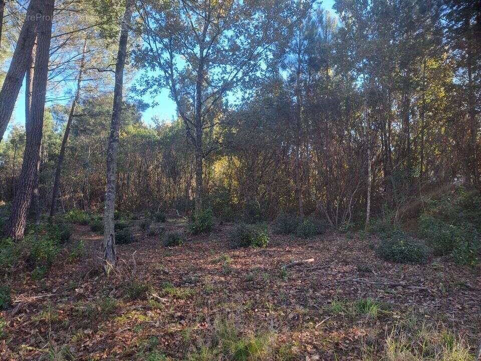 Terrain 1080 m² à Saint-Sauveur  - photo 34