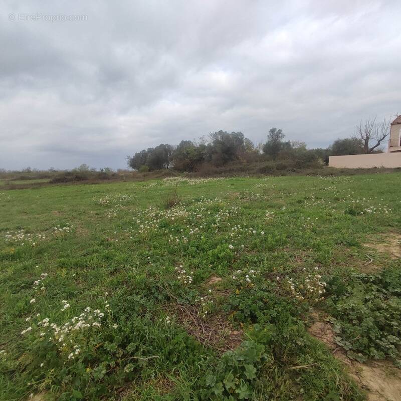 Terrain à SALLES-D'AUDE