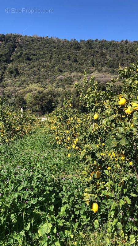 Commerce à SAINT-LAURENT-DU-VAR