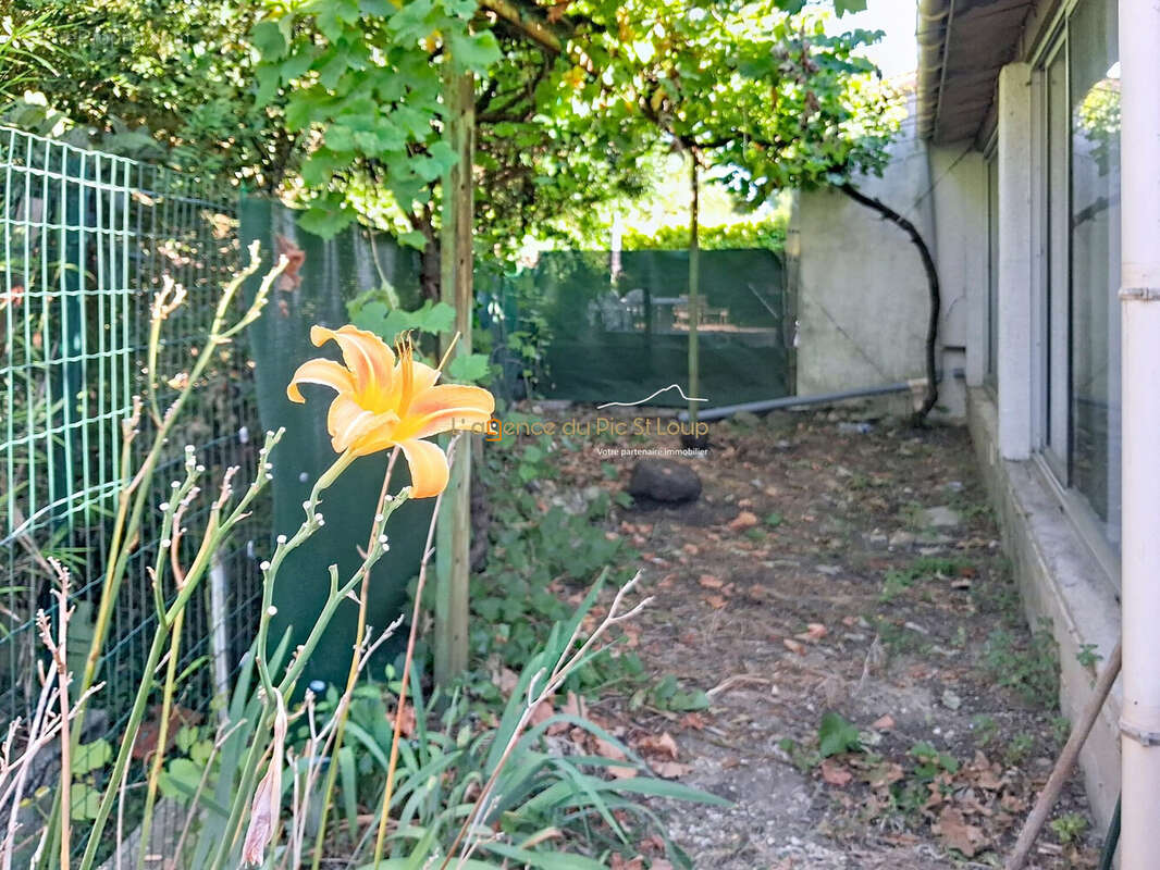 Jardin arrière - Maison à SAINT-GELY-DU-FESC