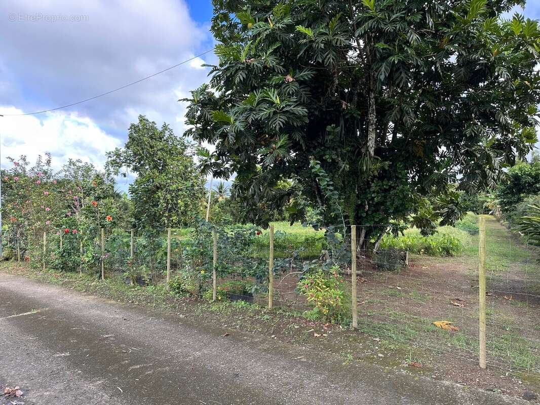 Terrain à BASSE-POINTE