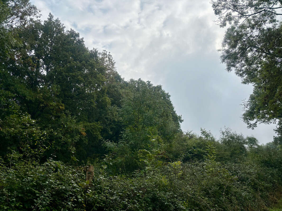 Terrain à SAINT-ELIPH