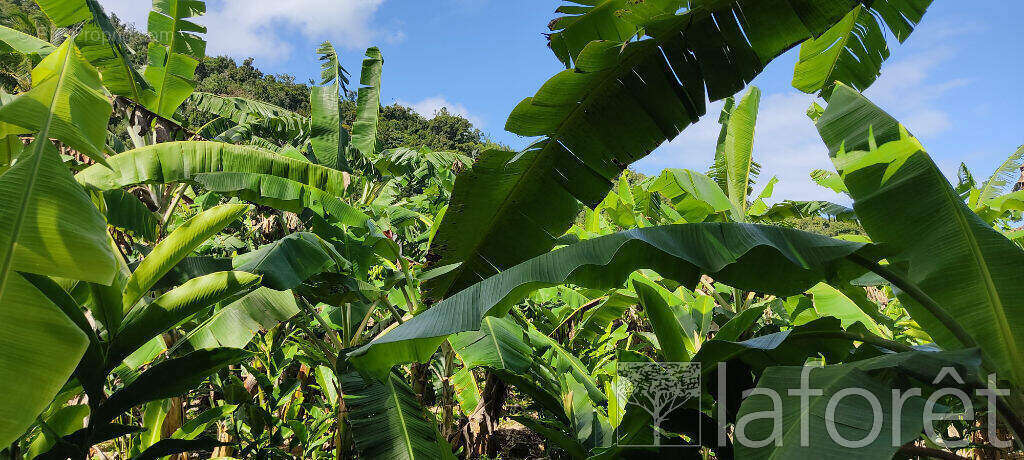 Terrain à CAPESTERRE-BELLE-EAU