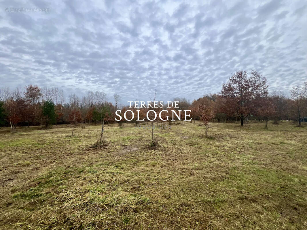 Terrain à MONTRIEUX-EN-SOLOGNE