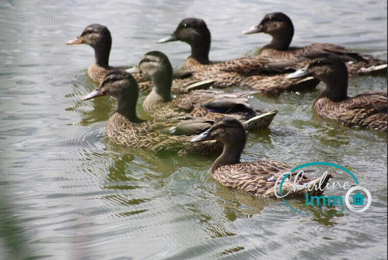 Terrain à LONGPRE-LES-CORPS-SAINTS