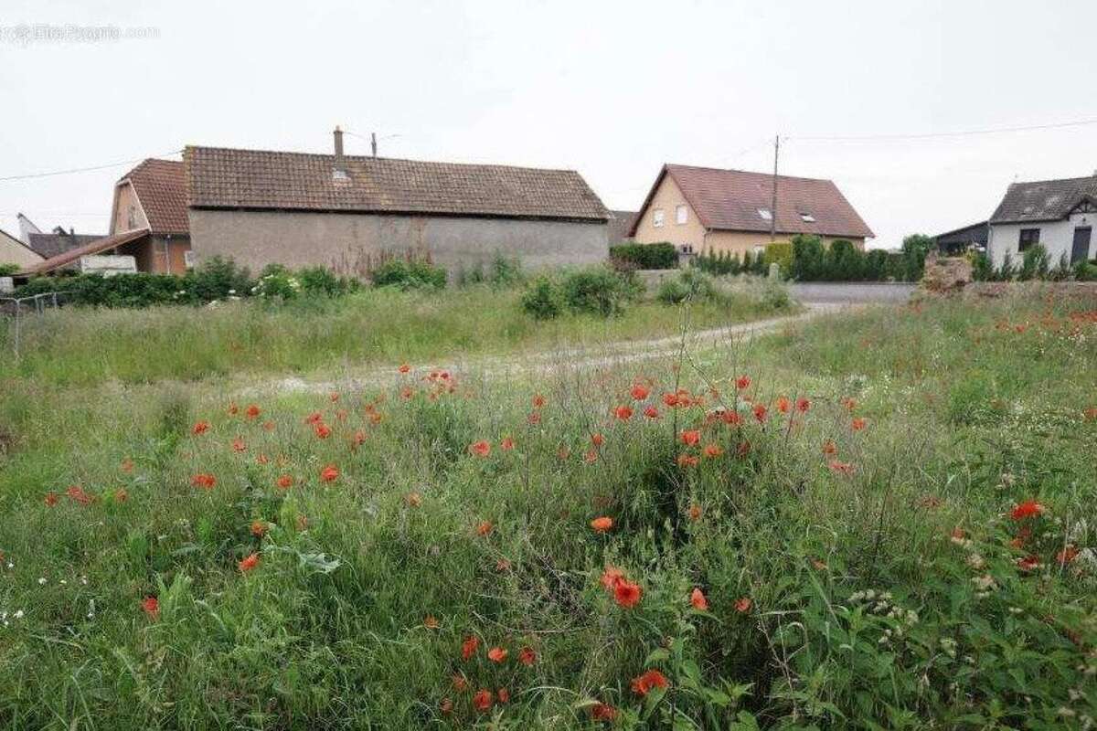 Photo 3 - Terrain à HIRTZFELDEN