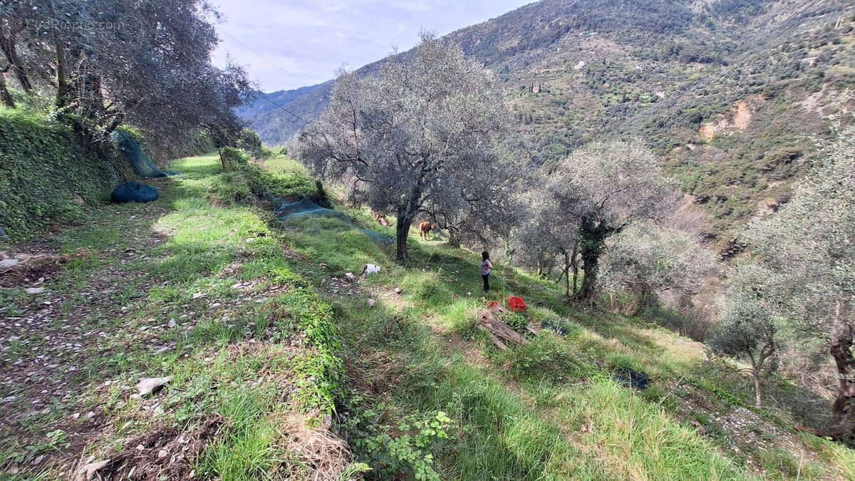 Maison à BREIL-SUR-ROYA