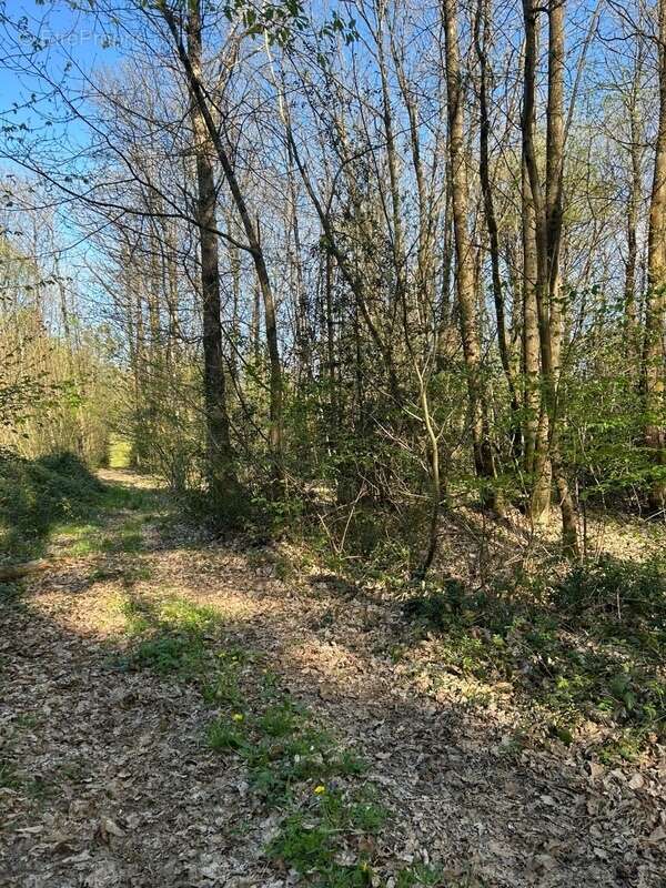 Terrain à LE VIEIL-BAUGE