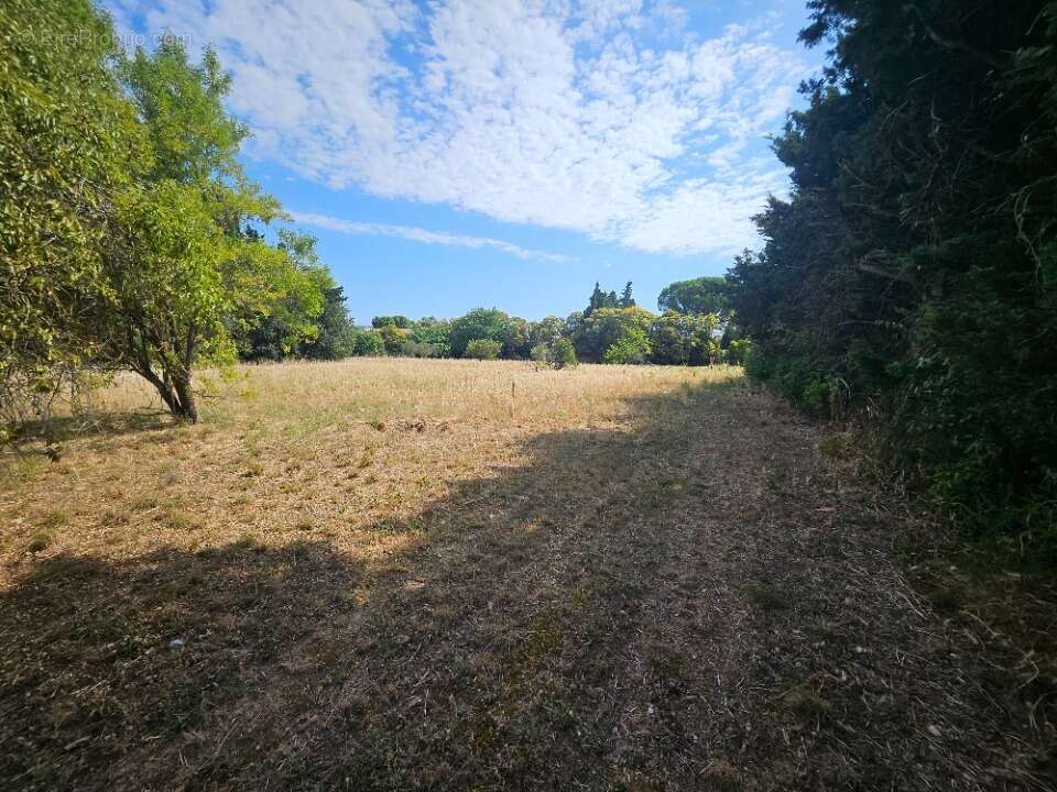 Terrain 356 m² à Fontvieille  - photo 3