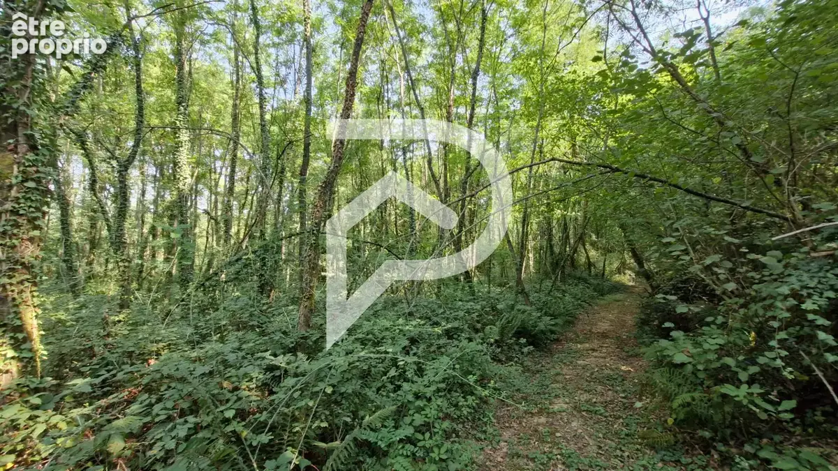 Bois et taillis CAUPENNE 3,45 Hectares - photo 5