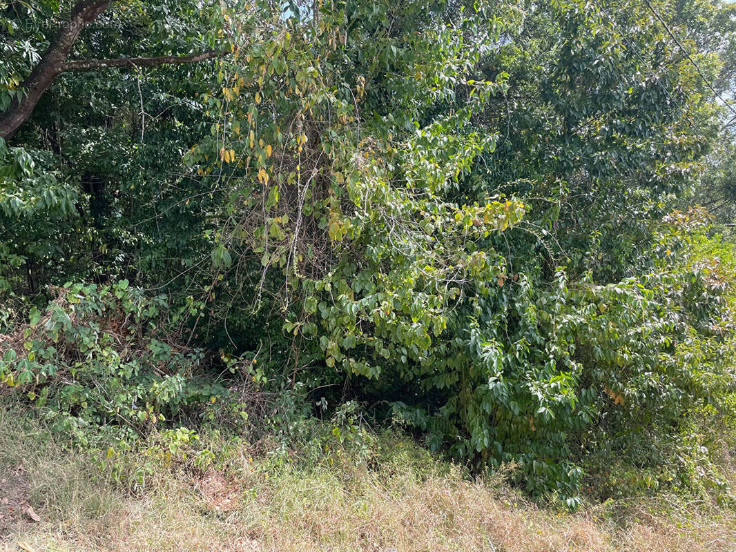 Terrain à SCHOELCHER