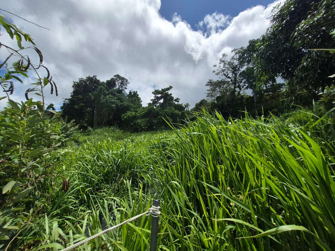 Terrain à SAINT-CLAUDE