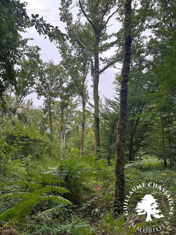 Terrain à SAINT-AMAND-MONTROND