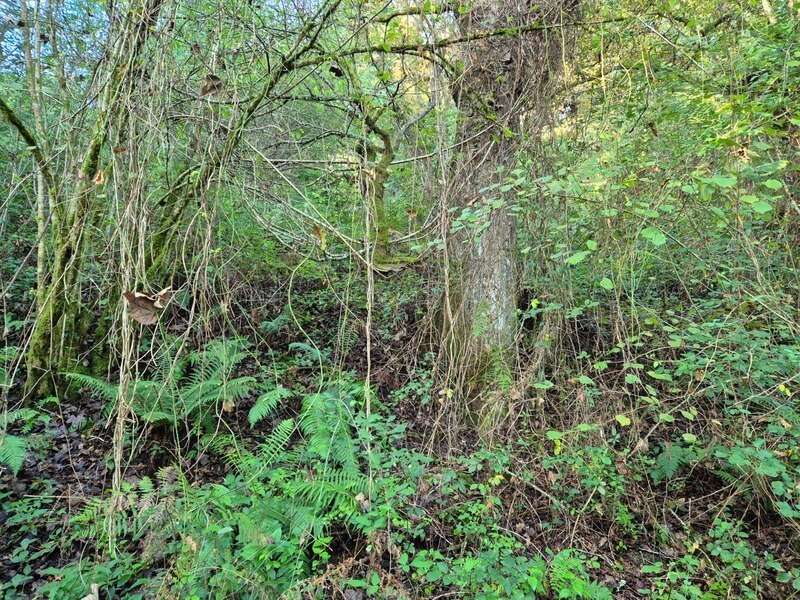 Terrain à SALIES-DE-BEARN