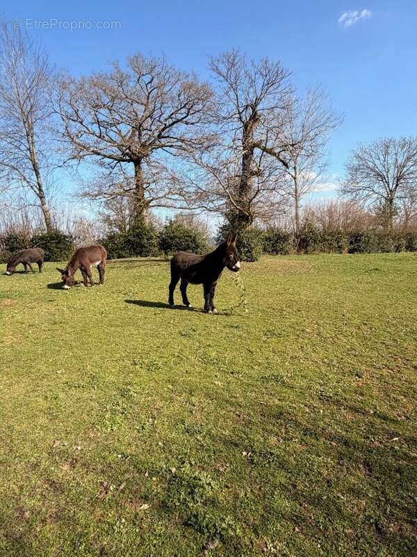 Terrain à SANSAC-DE-MARMIESSE