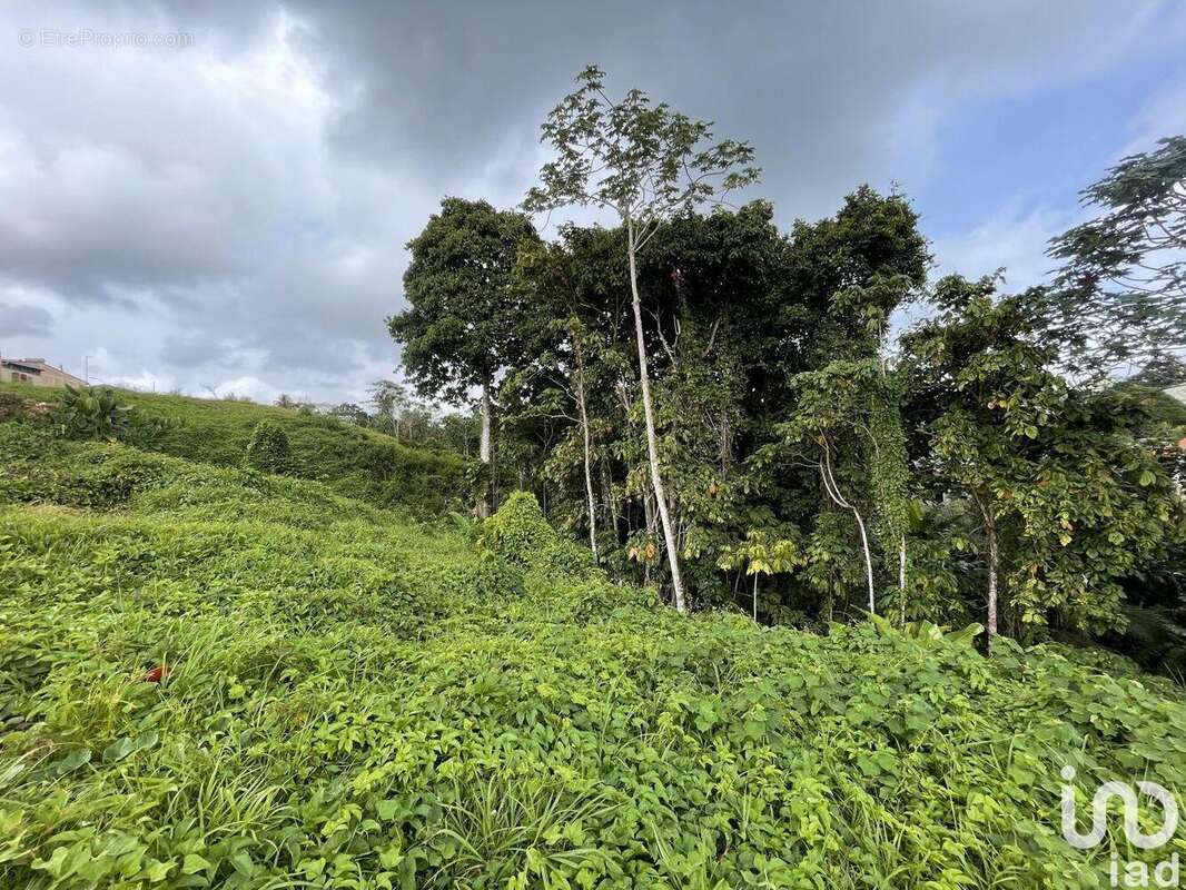 Photo 8 - Maison à PETIT-BOURG