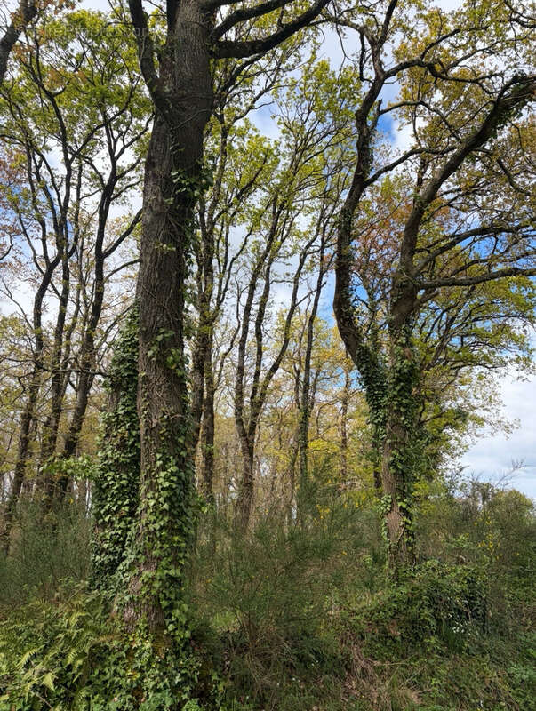 Terrain à SALLERTAINE