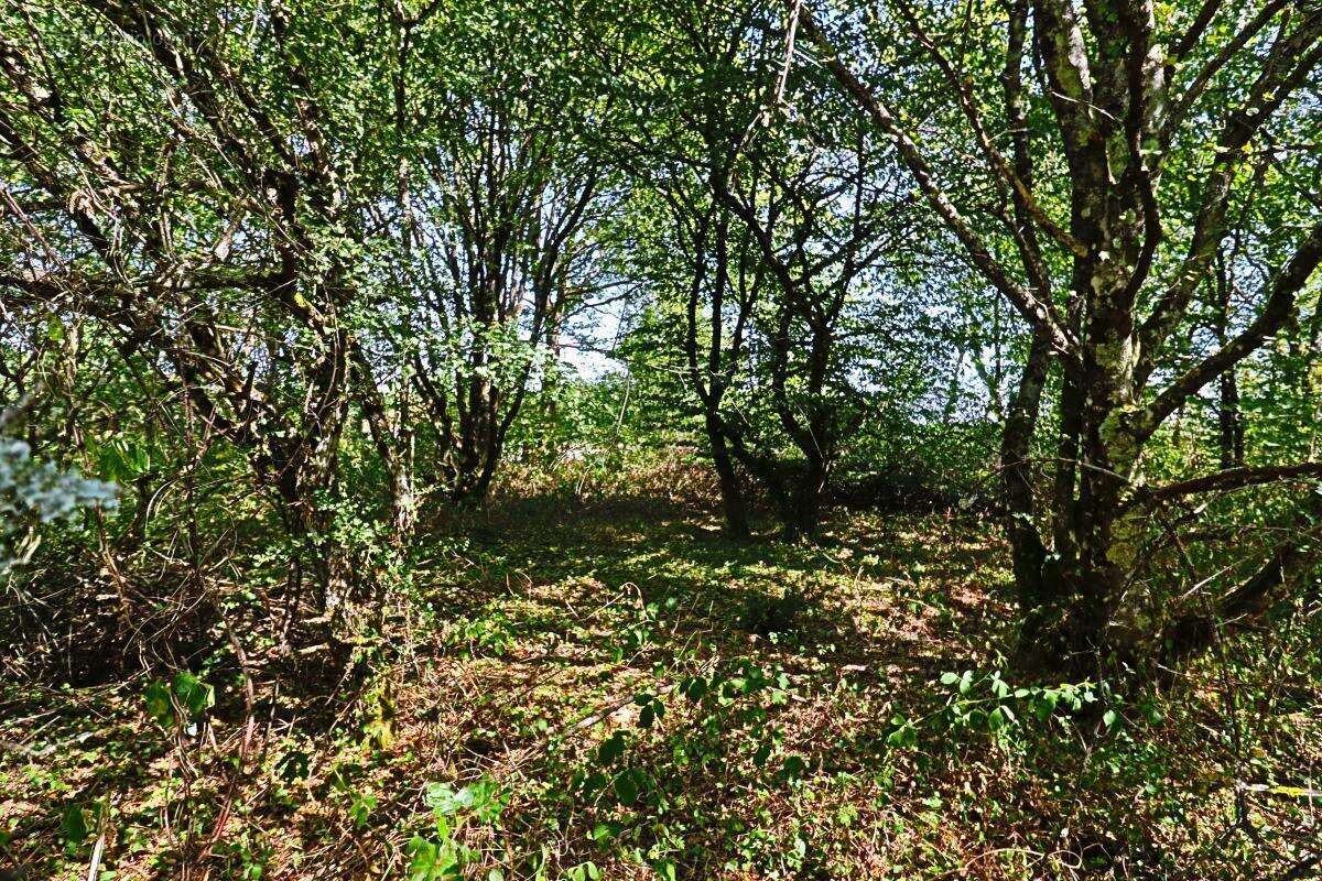 Terrain À Vendre - photo 9
