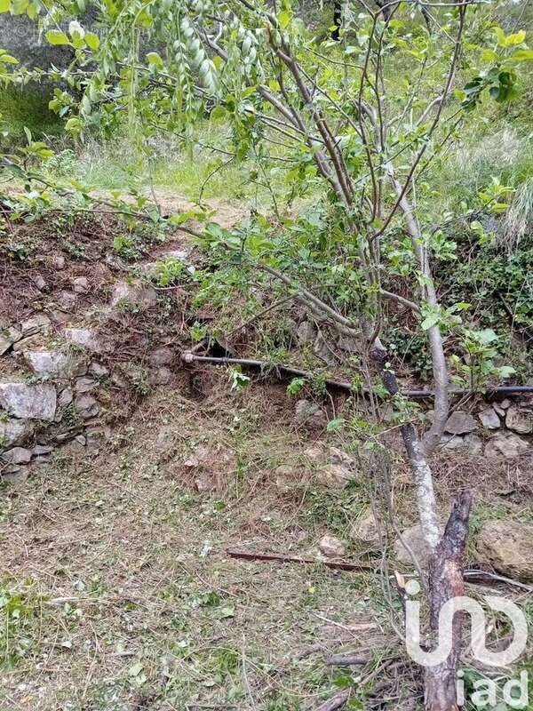 Photo 4 - Terrain à BREIL-SUR-ROYA