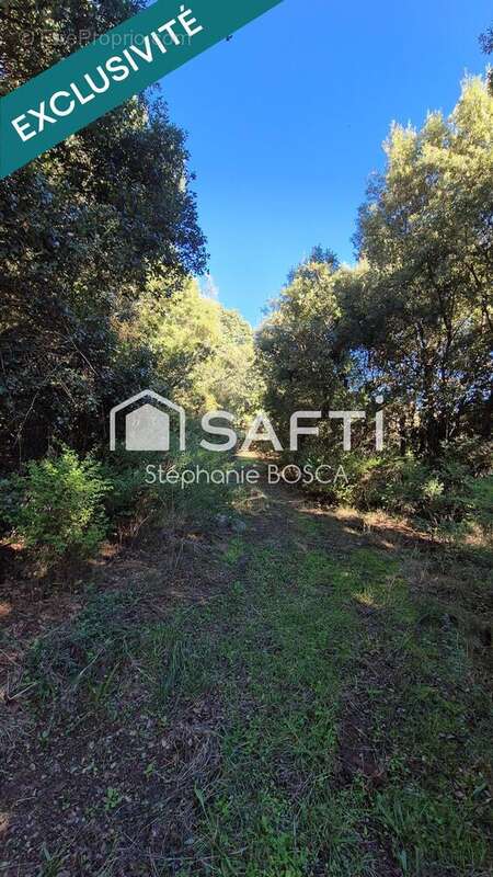 Photo 8 - Terrain à PIETROSELLA