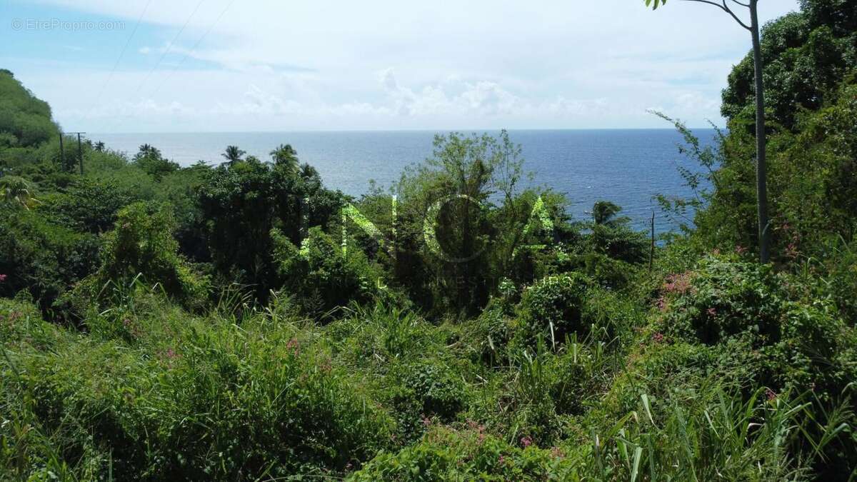Terrain à LE CARBET