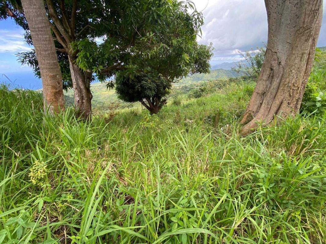 Terrain à LE MORNE-VERT