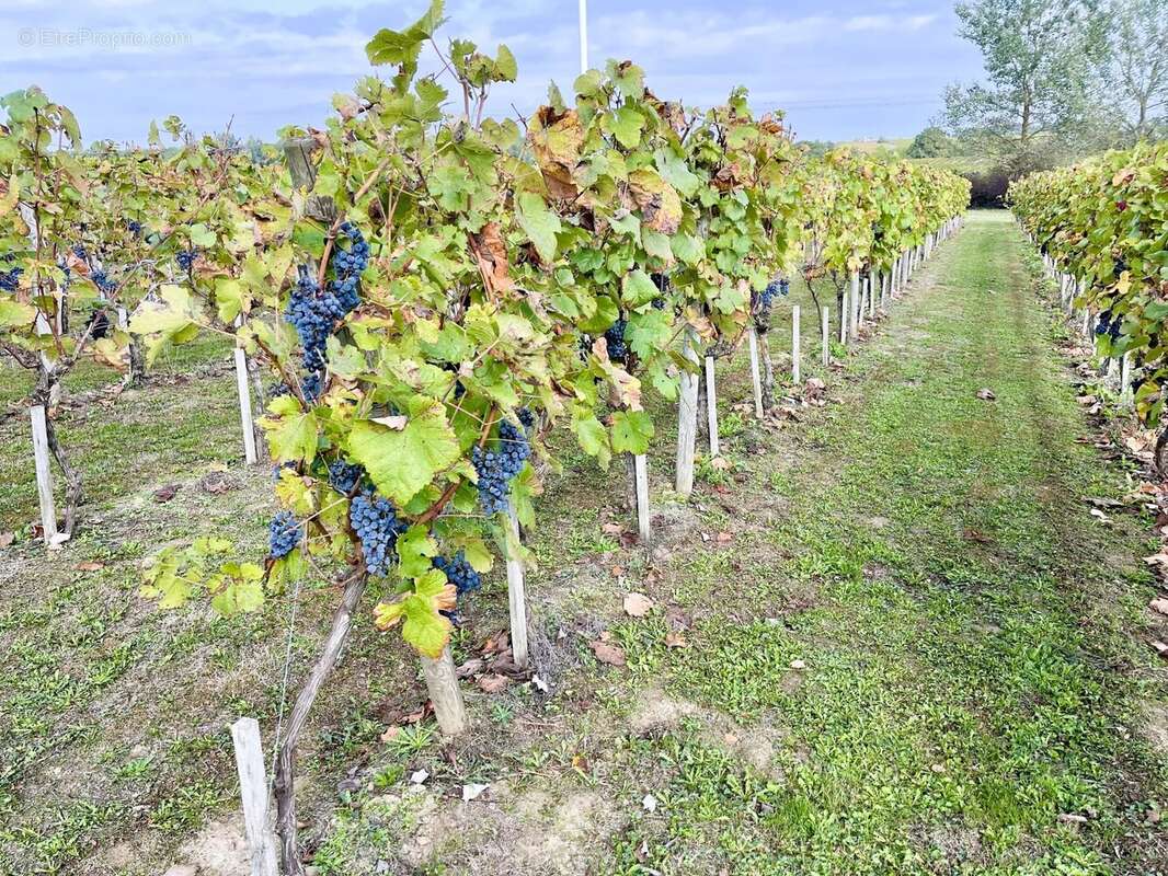 Maison à SAUVETERRE-DE-GUYENNE