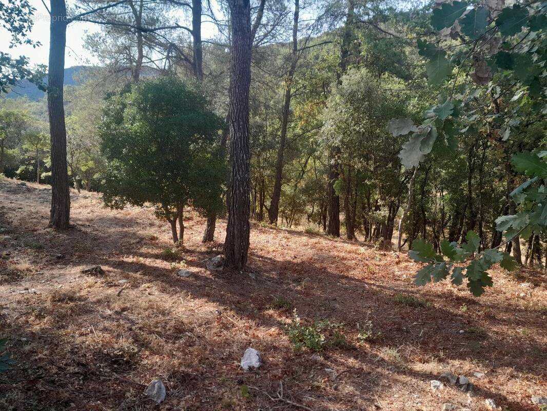 Photo 1 - Terrain à SAINT-MAXIMIN-LA-SAINTE-BAUME