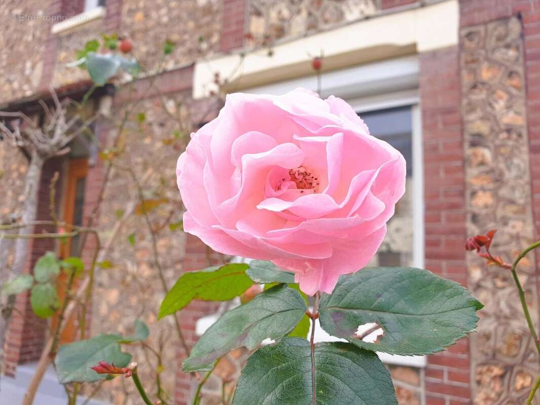 Photo 7 - Maison à LE GRAND-QUEVILLY