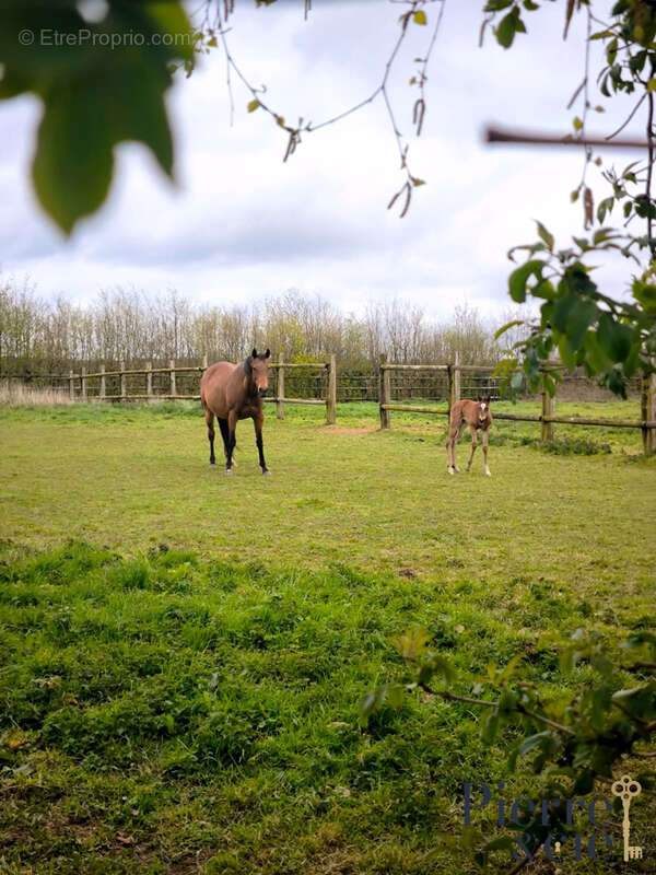 Maison à SAINT-SAUVEUR-DE-CARROUGES