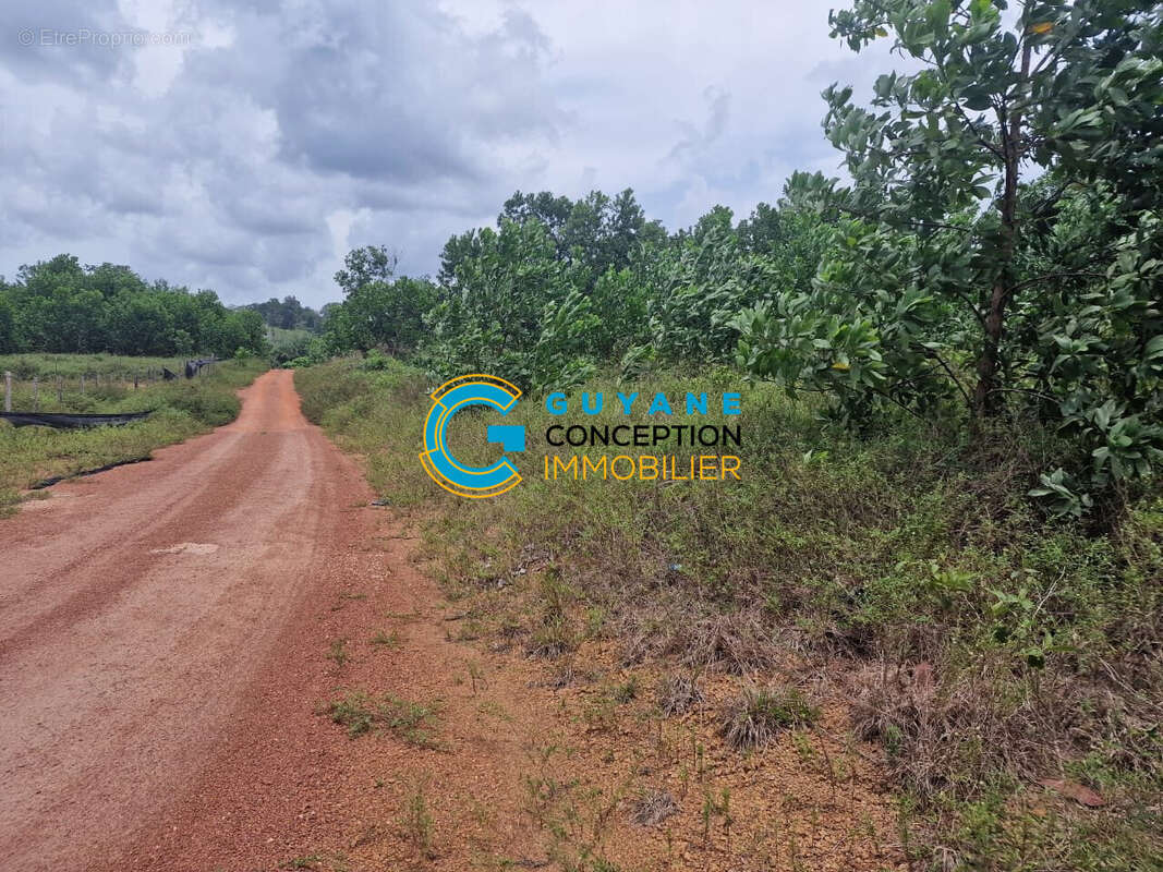 Terrain à SAINT-LAURENT-DU-MARONI