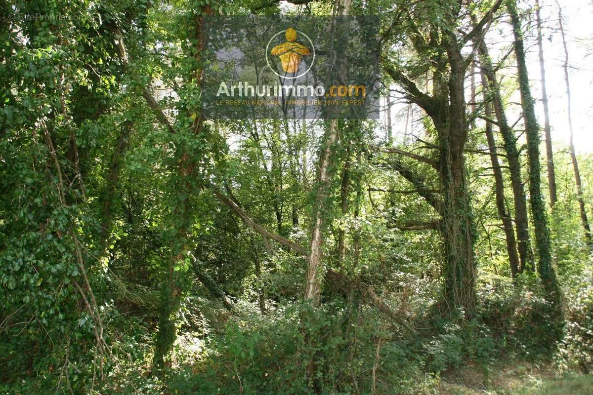 Vente Terrain Hellean(56120) 6 200ï¿œ - photo 3