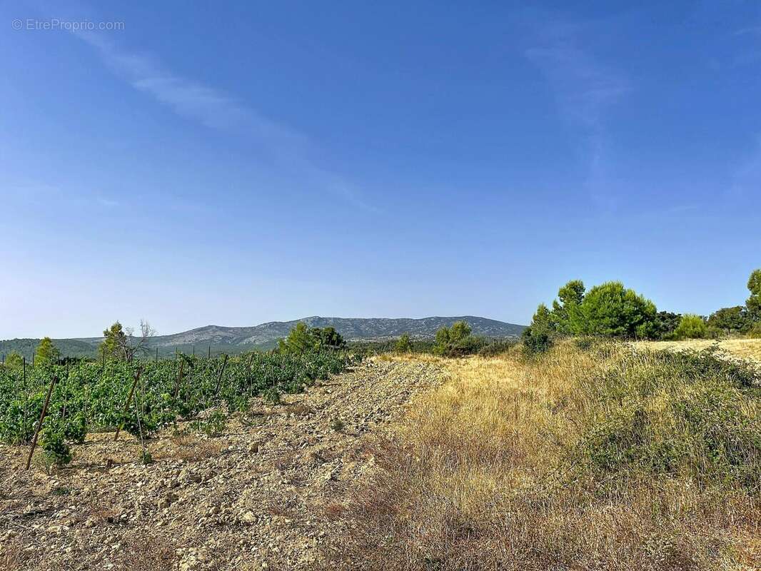 Terrain 11520 m² à Roquefort-Des-Corbieres  - photo 3
