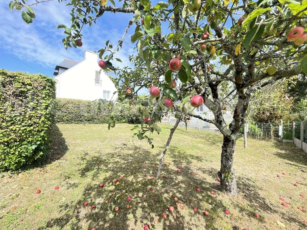 IMG_3716 - Maison à SARZEAU