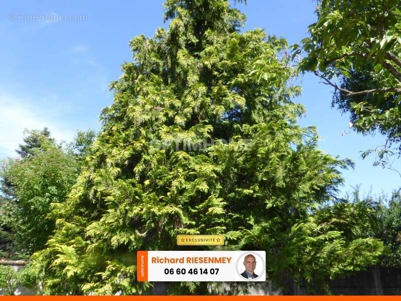 Terrain à OLLAINVILLE