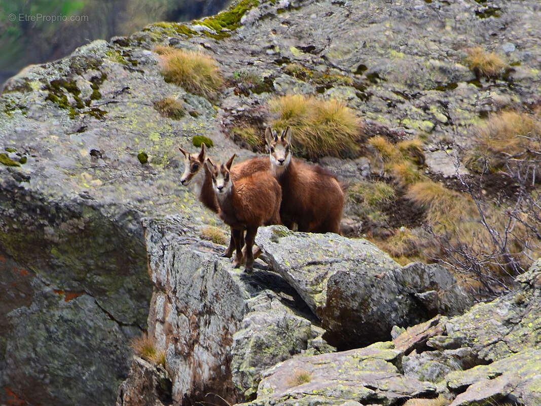 Commerce à LE BOURG-D'OISANS