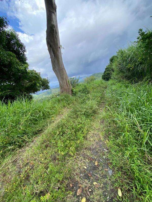 Terrain à LE MORNE-VERT