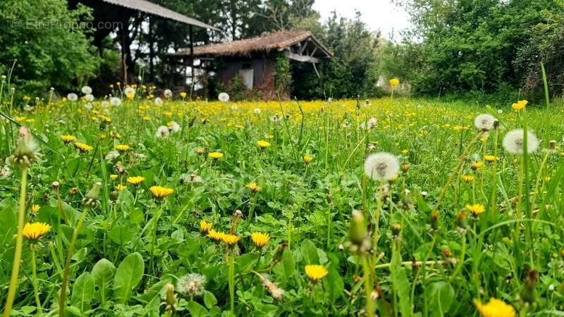 À vendre : Propriété à restaurer, à 10 mn d'Auvillar, d'environ 240 m2 habitables, sur terrain de 7400 m2  (82) - photo 21