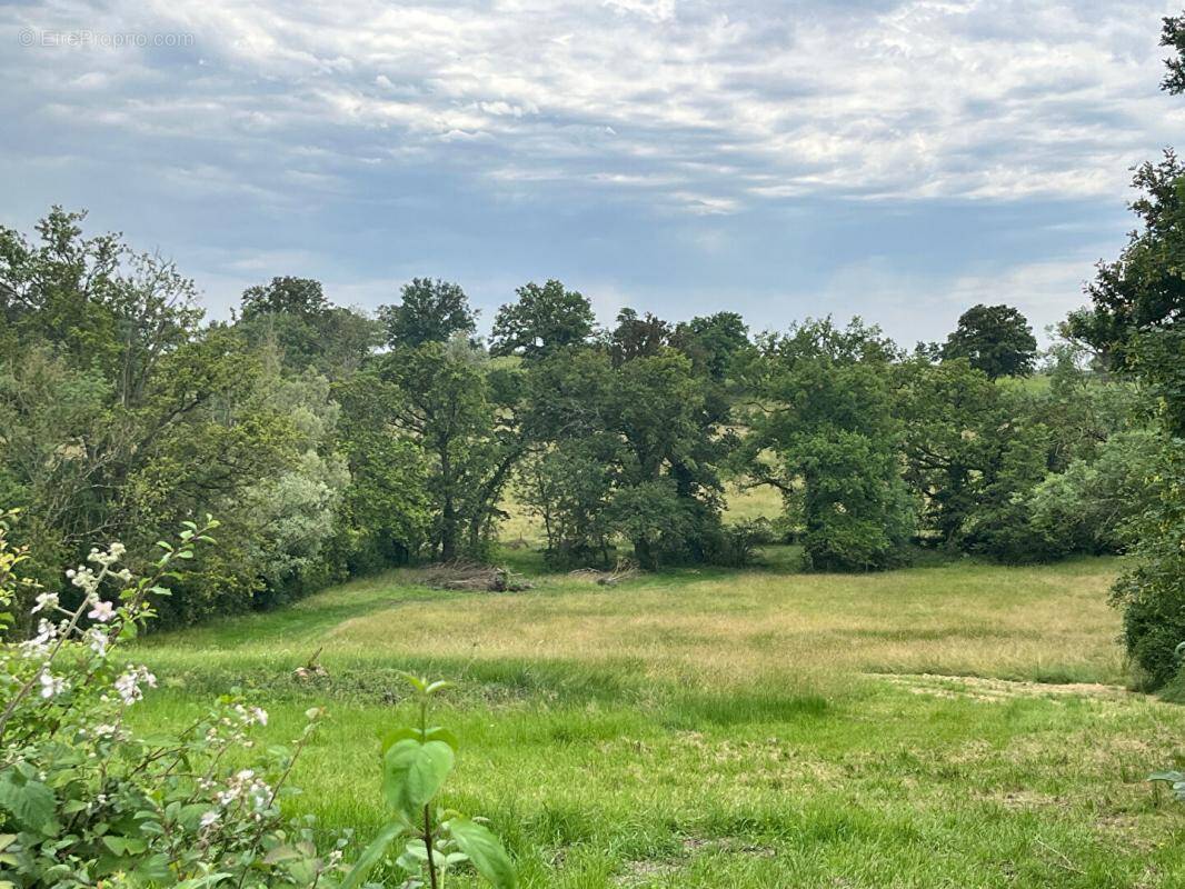 Terrain à TOULON-SUR-ALLIER