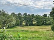 Terrain à TOULON-SUR-ALLIER