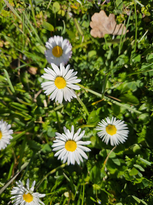Maison à LA LOUBIERE
