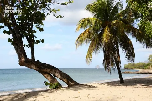 Sainte-Luce/Martinique : Idéal investissement locatif - photo 14