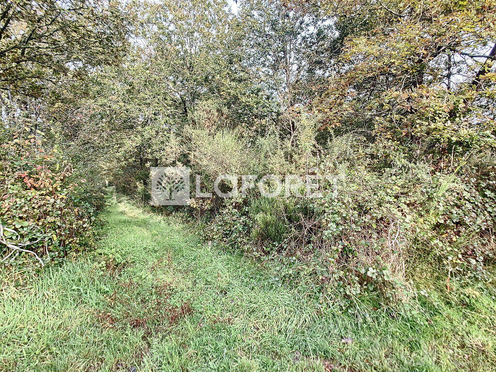 Terrain à MONTENEUF