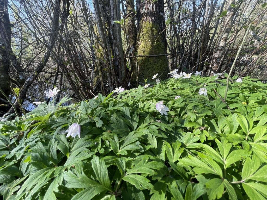 Terrain à AUTHON-DU-PERCHE