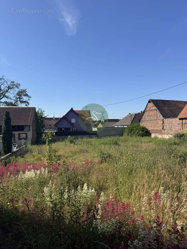 Terrain à NIEDERSCHAEFFOLSHEIM