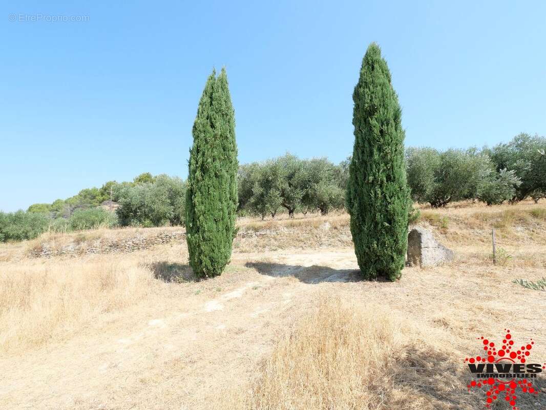 Exceptionnel : Truffière en production sur 2,2 hectares aux portes de Béziers - photo 3