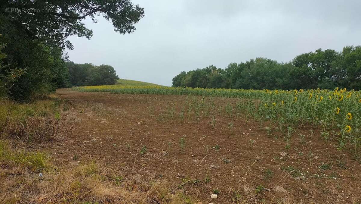 Terres agricoles 40 Ha (32120 ) Puycasquier - photo 3