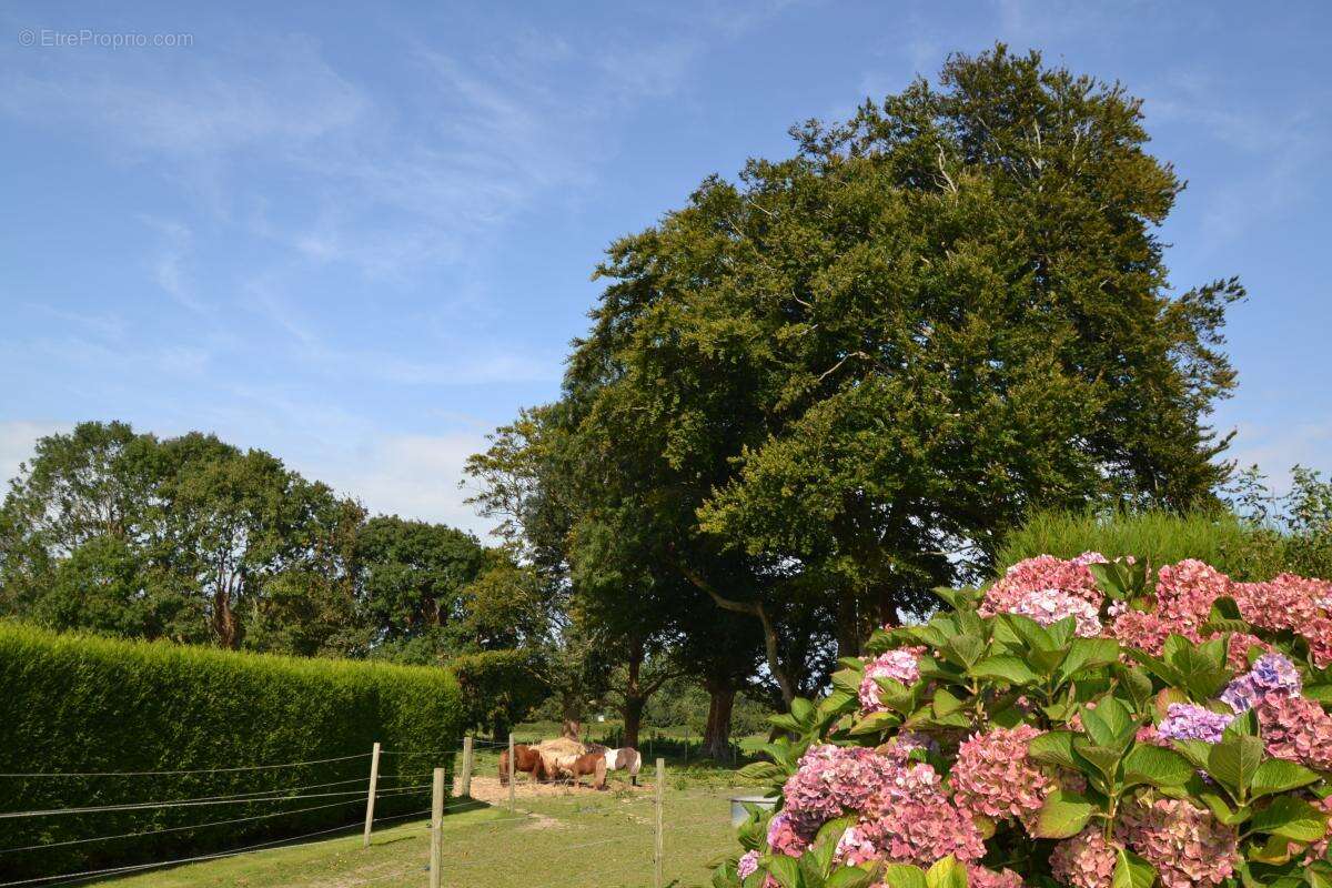 Maison à BLOSSEVILLE