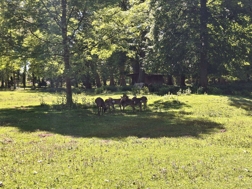 Terrain à CHATENOY-EN-BRESSE