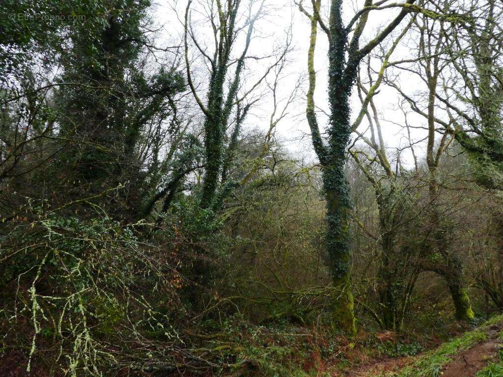 Terrain à SAINT-TUGDUAL